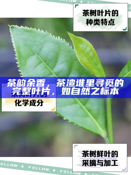 茶韵余香，茶渣堆里寻觅的完整叶片，如自然之标本